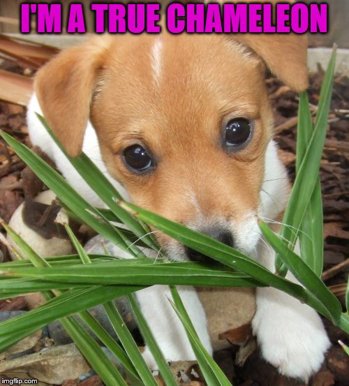 I'M A TRUE CHAMELEON | made w/ Imgflip meme maker