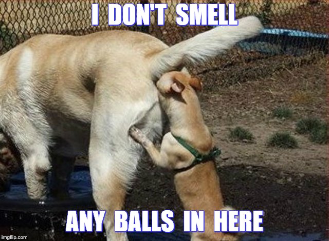 I  DON'T  SMELL ANY  BALLS  IN  HERE | made w/ Imgflip meme maker