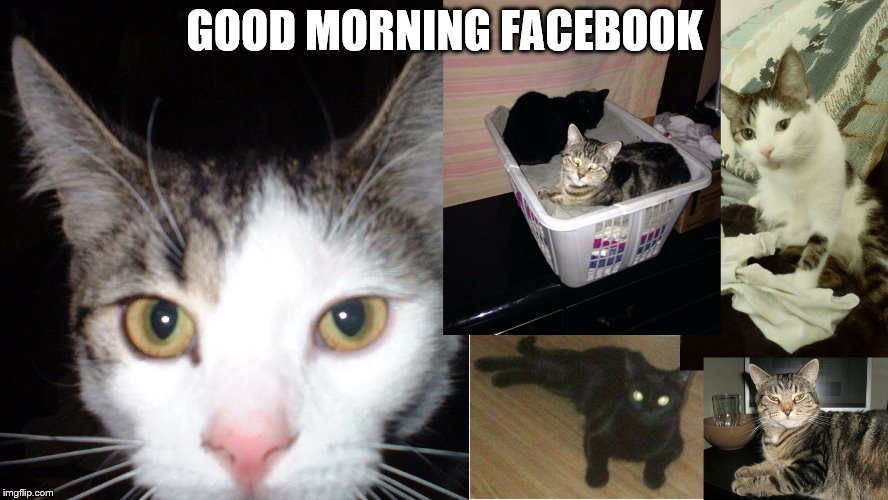 GOOD MORNING FACEBOOK | image tagged in fur babies | made w/ Imgflip meme maker