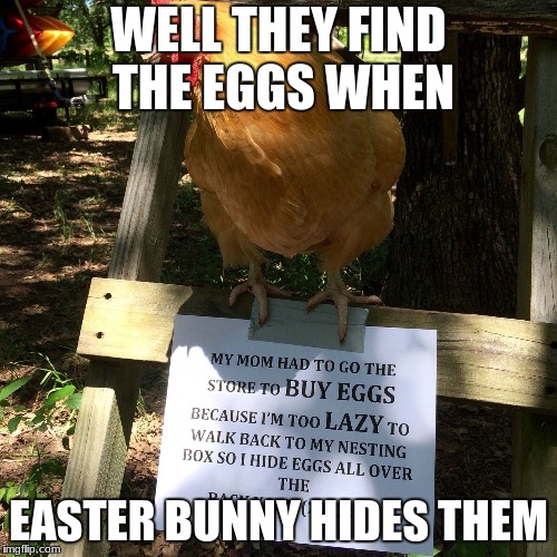 WELL THEY FIND THE EGGS WHEN; EASTER BUNNY HIDES THEM | image tagged in funny chicken | made w/ Imgflip meme maker