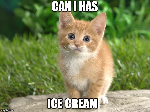 Happy cat weekend   | CAN I HAS; ICE CREAM | image tagged in cute cats,ice cream,cat weekend | made w/ Imgflip meme maker