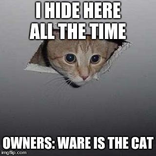 Ceiling Cat Meme | I HIDE HERE ALL THE TIME; OWNERS: WARE IS THE CAT | image tagged in memes,ceiling cat | made w/ Imgflip meme maker