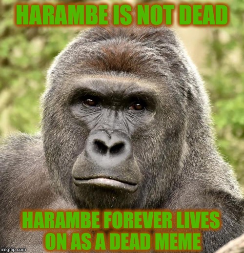 Har | HARAMBE IS NOT DEAD HARAMBE FOREVER LIVES ON AS A DEAD MEME | image tagged in har | made w/ Imgflip meme maker