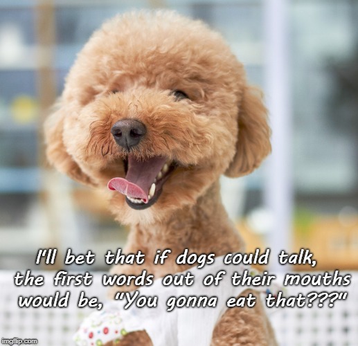 If dogs could talk... | I'll bet that if dogs could talk, the first words out of their mouths would be, "You gonna eat that???" | image tagged in dogs,talk,words,eat,first | made w/ Imgflip meme maker