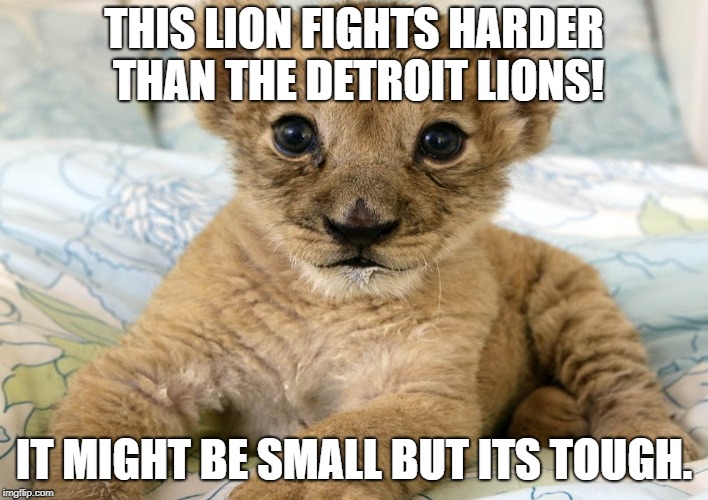 lions | THIS LION FIGHTS HARDER THAN THE DETROIT LIONS! IT MIGHT BE SMALL BUT ITS TOUGH. | image tagged in detroit lions | made w/ Imgflip meme maker