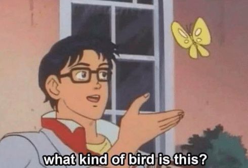 High Quality What kind of bird is this? Blank Meme Template