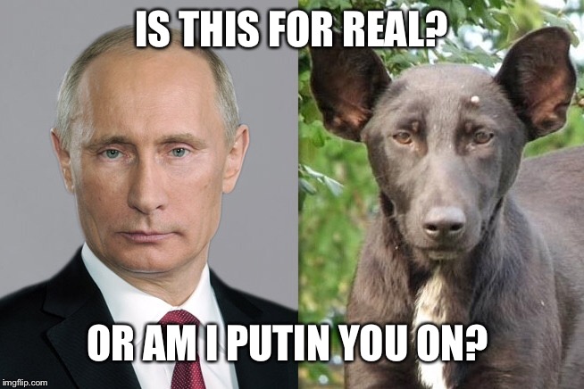 It's real  | IS THIS FOR REAL? OR AM I PUTIN YOU ON? | image tagged in memes | made w/ Imgflip meme maker