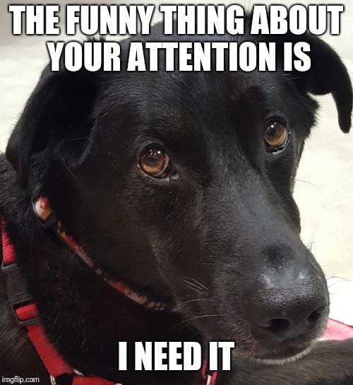 Black lab attention | THE FUNNY THING ABOUT YOUR ATTENTION IS; I NEED IT | image tagged in dog,black lab,attention | made w/ Imgflip meme maker