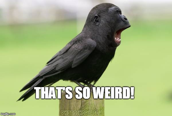 animals | THAT'S SO WEIRD! | image tagged in animals | made w/ Imgflip meme maker