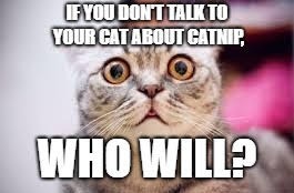 Who?!! | image tagged in memes,funny memes,cats | made w/ Imgflip meme maker