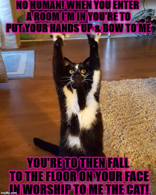 NO HUMAN! WHEN YOU ENTER A ROOM I'M IN YOU'RE TO PUT YOUR HANDS UP & BOW TO ME; YOU'RE TO THEN FALL TO THE FLOOR ON YOUR FACE IN WORSHIP TO ME THE CAT! | image tagged in arrogant felines | made w/ Imgflip meme maker