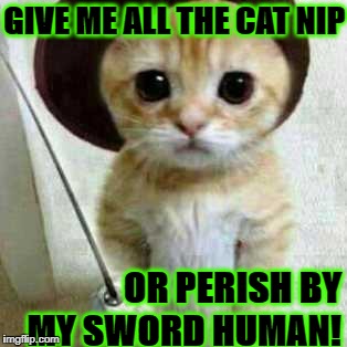 GIVE ME ALL THE CAT NIP; OR PERISH BY MY SWORD HUMAN! | image tagged in pirate kitten | made w/ Imgflip meme maker