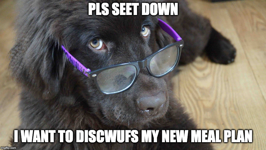 newf discwuf | PLS SEET DOWN; I WANT TO DISCWUFS MY NEW MEAL PLAN | image tagged in newfoundland,newfoundlander,newfoundland dog,newfoundlander dog,dog,dog food | made w/ Imgflip meme maker