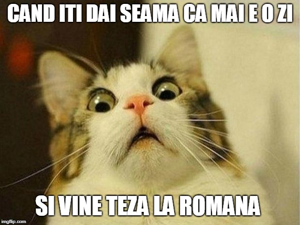 Scared Cat Meme | CAND ITI DAI SEAMA CA MAI E O ZI; SI VINE TEZA LA ROMANA | image tagged in memes,scared cat | made w/ Imgflip meme maker