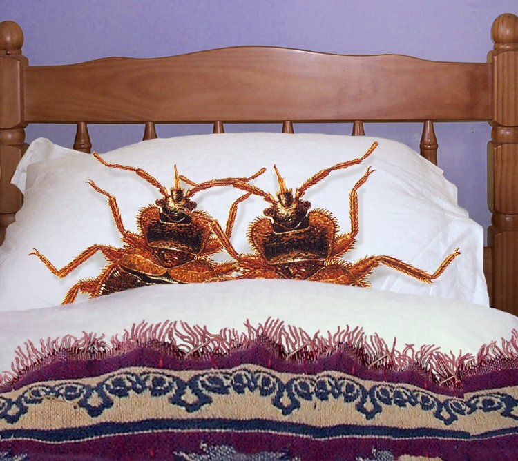 Bed bugs ACTUALLY in bed Blank Meme Template