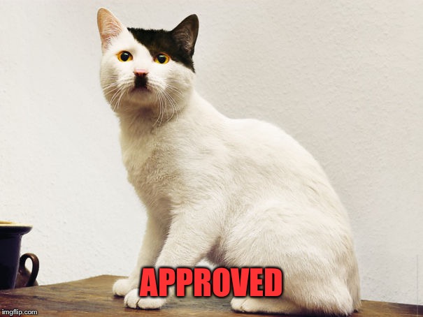 Hitler Cat | APPROVED | image tagged in hitler cat | made w/ Imgflip meme maker