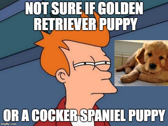 Futurama Fry Meme | NOT SURE IF GOLDEN RETRIEVER PUPPY; OR A COCKER SPANIEL PUPPY | image tagged in memes,futurama fry | made w/ Imgflip meme maker