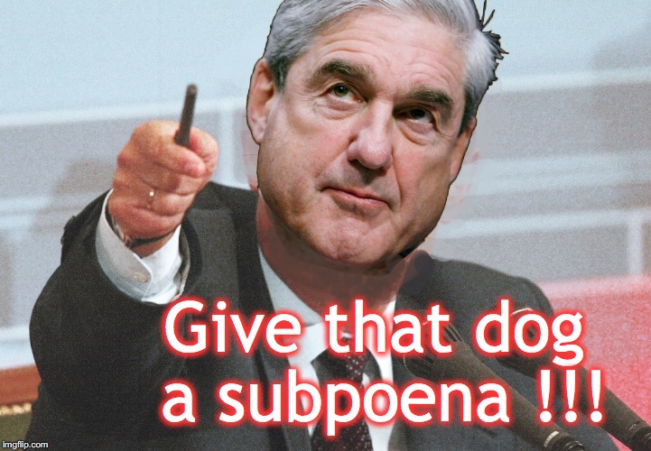 Give that dog a subpoena !!! | made w/ Imgflip meme maker
