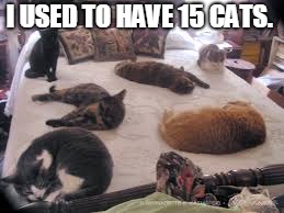 cats | I USED TO HAVE 15 CATS. | image tagged in cats | made w/ Imgflip meme maker