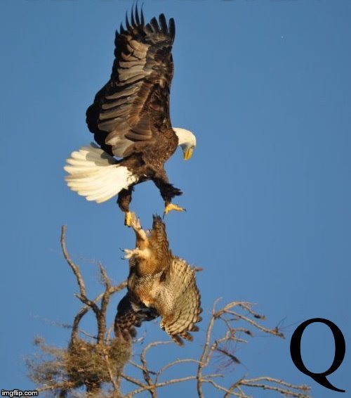 Q :'Mid Flight Warrior : Eagle takes down Owl (Banner)