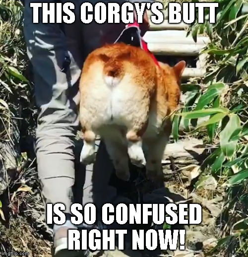 Uhmmm....HUH? | THIS CORGY'S BUTT; IS SO CONFUSED RIGHT NOW! | image tagged in corgy,butt,confused,right now,steps | made w/ Imgflip meme maker