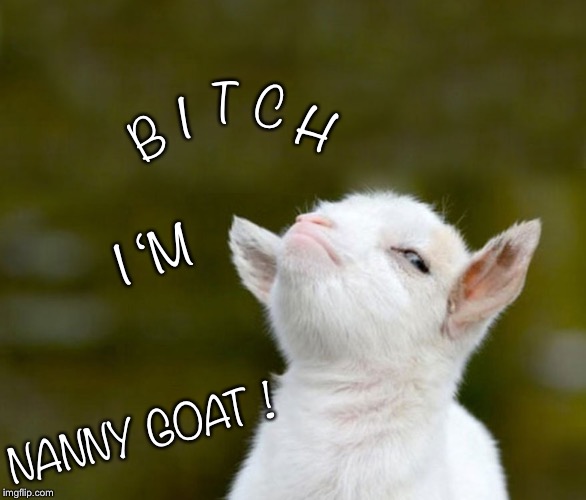 I; T; C; H; B; I ‘M; NANNY GOAT ! | image tagged in sassy goat | made w/ Imgflip meme maker