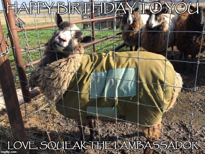 Squeak birthday | HAPPY BIRTHDAY TO YOU; LOVE, SQUEAK THE LAMBASSADOR | image tagged in sheep,happy birthday | made w/ Imgflip meme maker