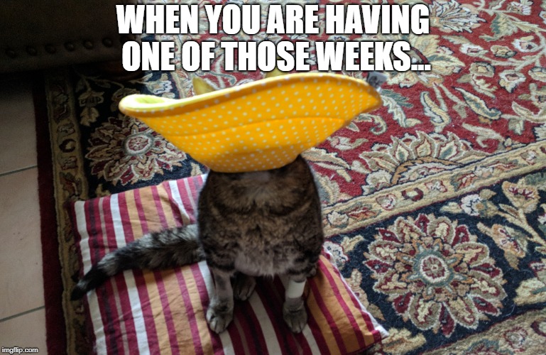 When you are having one of those weeks... | WHEN YOU ARE HAVING ONE OF THOSE WEEKS... | image tagged in cat,funny,bad day | made w/ Imgflip meme maker