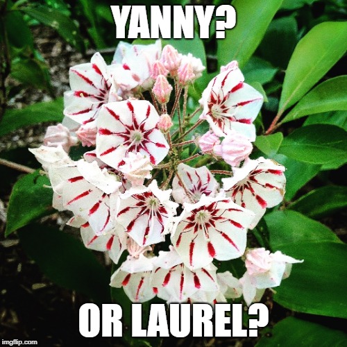 Laurel | YANNY? OR LAUREL? | image tagged in laurel | made w/ Imgflip meme maker