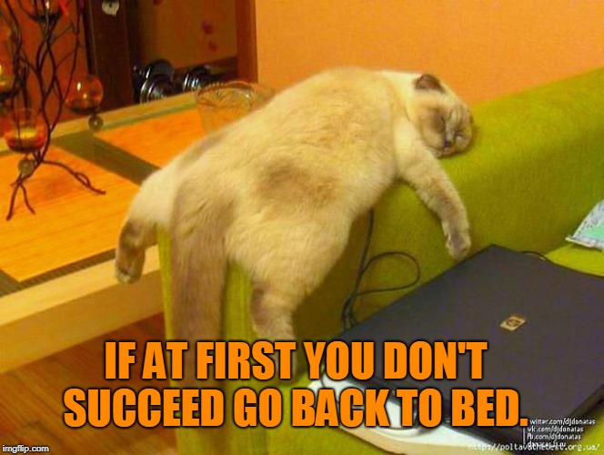 sleeping cat | IF AT FIRST YOU DON'T SUCCEED GO BACK TO BED. | image tagged in sleeping cat | made w/ Imgflip meme maker