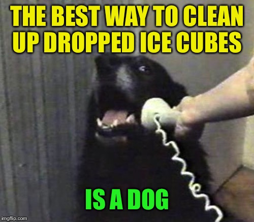 THE BEST WAY TO CLEAN UP DROPPED ICE CUBES IS A DOG | made w/ Imgflip meme maker