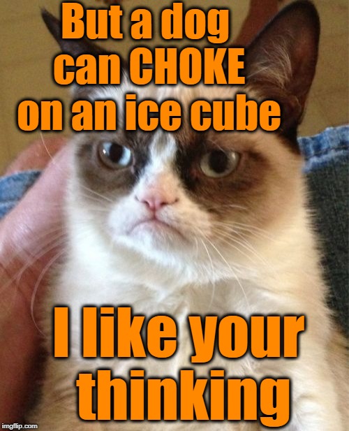 Grumpy Cat Meme | But a dog can CHOKE on an ice cube I like your thinking | image tagged in memes,grumpy cat | made w/ Imgflip meme maker