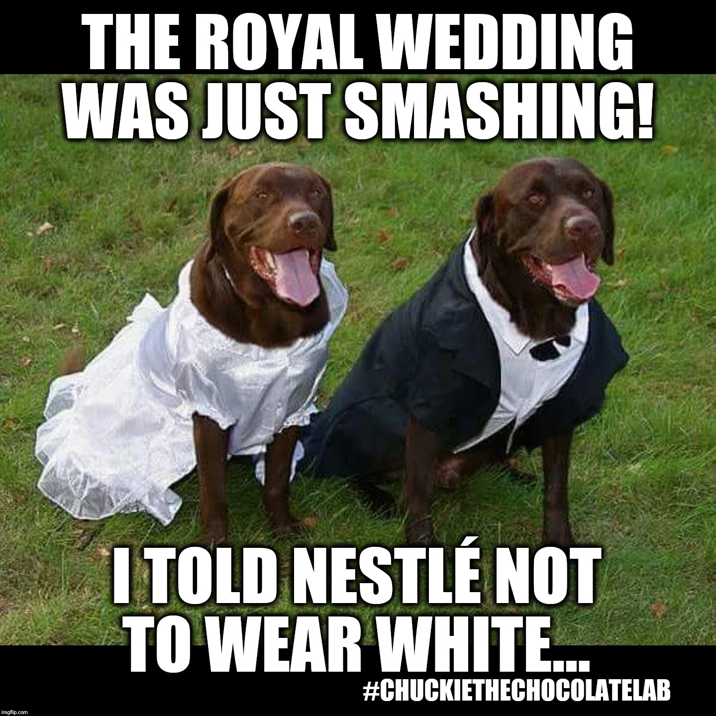 Royal wedding faux pas | THE ROYAL WEDDING WAS JUST SMASHING! I TOLD NESTLÉ NOT TO WEAR WHITE... #CHUCKIETHECHOCOLATELAB | image tagged in chuckie the chocolate lab teamchuckie,royal wedding,prince harry,funny,dogs,memes | made w/ Imgflip meme maker