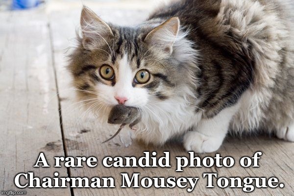 A rare candid photo of Chairman Mousey Tongue. | image tagged in cat with mouse in mouth | made w/ Imgflip meme maker