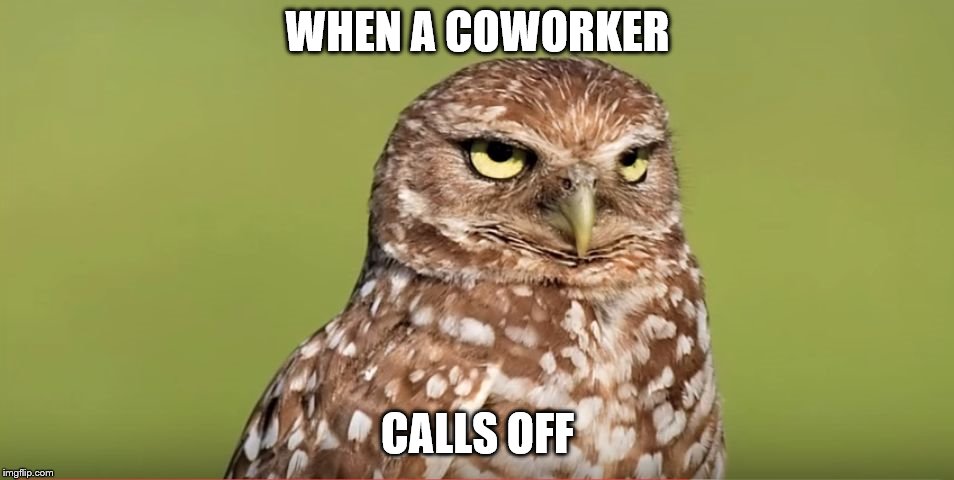 Death Stare Owl | WHEN A COWORKER; CALLS OFF | image tagged in death stare owl | made w/ Imgflip meme maker