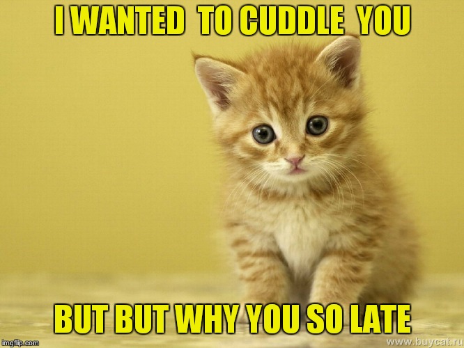 kitten | I WANTED  TO CUDDLE  YOU; BUT BUT WHY YOU SO LATE | image tagged in kitten | made w/ Imgflip meme maker