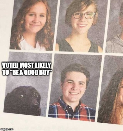 Dog | VOTED MOST LIKELY  TO "BE A GOOD BOY" | image tagged in doge,dogs,graduation,good boy | made w/ Imgflip meme maker
