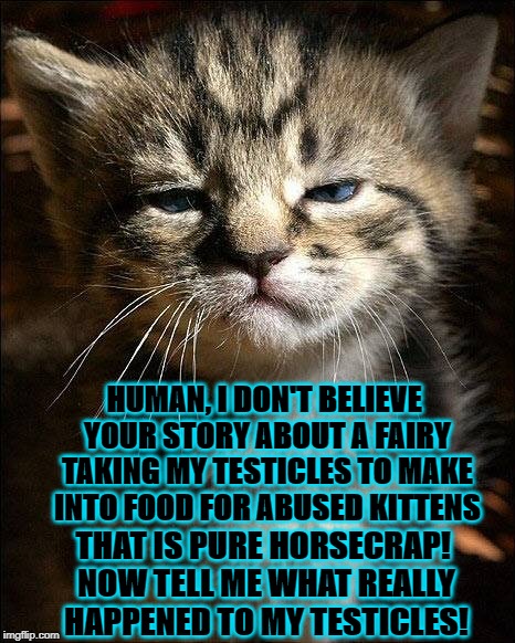 HUMAN, I DON'T BELIEVE YOUR STORY ABOUT A FAIRY TAKING MY TESTICLES TO MAKE INTO FOOD FOR ABUSED KITTENS; THAT IS PURE HORSECRAP! NOW TELL ME WHAT REALLY HAPPENED TO MY TESTICLES! | image tagged in clever kitten | made w/ Imgflip meme maker