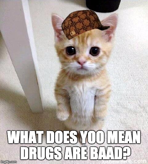 Cute Cat Meme | WHAT DOES YOO MEAN DRUGS ARE BAAD? | image tagged in memes,cute cat,scumbag | made w/ Imgflip meme maker
