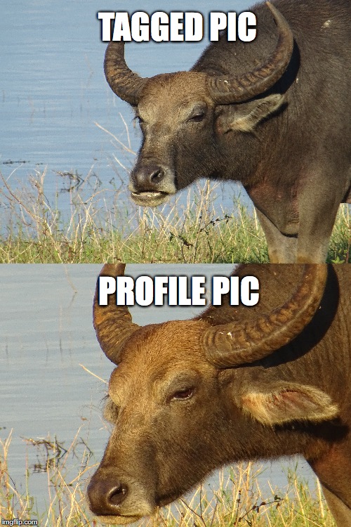 Tagged vs profile  | TAGGED PIC; PROFILE PIC | image tagged in tagged pic,profile picture,buffalo | made w/ Imgflip meme maker
