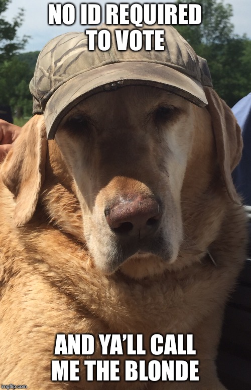 Katy Wisdom | NO ID REQUIRED TO VOTE; AND YA’LL CALL ME THE BLONDE | image tagged in funny dogs | made w/ Imgflip meme maker