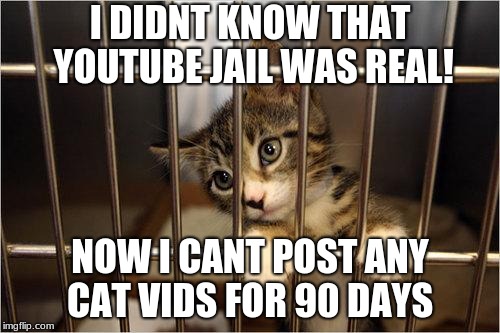 cat jail | I DIDNT KNOW THAT YOUTUBE JAIL WAS REAL! NOW I CANT POST ANY CAT VIDS FOR 90 DAYS | image tagged in cat jail | made w/ Imgflip meme maker