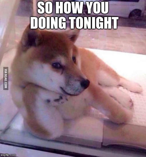 Flirting Doge | SO HOW YOU DOING TONIGHT | image tagged in flirting doge | made w/ Imgflip meme maker