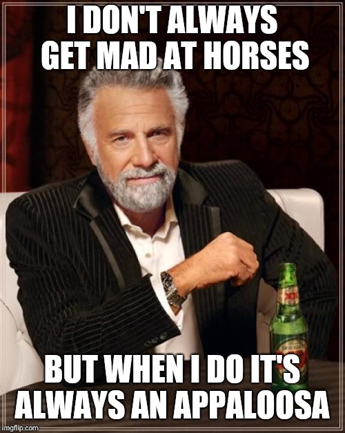 The Most Interesting Man In The World Meme | I DON'T ALWAYS GET MAD AT HORSES; BUT WHEN I DO IT'S ALWAYS AN APPALOOSA | image tagged in memes,the most interesting man in the world | made w/ Imgflip meme maker