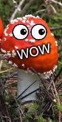 WoW Face Shroom | . | image tagged in wow face shroom | made w/ Imgflip meme maker