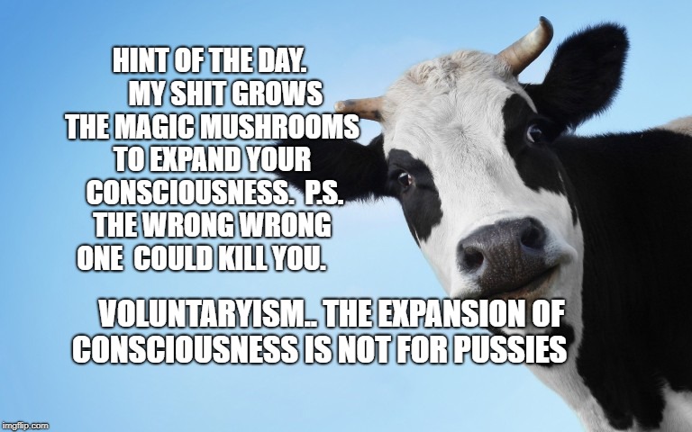Cow face | HINT OF THE DAY.      MY SHIT GROWS THE MAGIC MUSHROOMS TO EXPAND YOUR  CONSCIOUSNESS.  P.S. THE WRONG WRONG ONE  COULD KILL YOU. VOLUNTARYISM.. THE EXPANSION OF CONSCIOUSNESS IS NOT FOR PUSSIES | image tagged in cow face | made w/ Imgflip meme maker