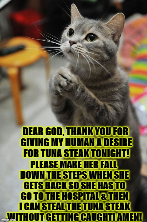 THE FELINE PRAYER | DEAR GOD, THANK YOU FOR GIVING MY HUMAN A DESIRE FOR TUNA STEAK TONIGHT! PLEASE MAKE HER FALL DOWN THE STEPS WHEN SHE GETS BACK SO SHE HAS TO GO TO THE HOSPITAL & THEN I CAN STEAL THE TUNA STEAK WITHOUT GETTING CAUGHT! AMEN! | image tagged in the feline prayer | made w/ Imgflip meme maker