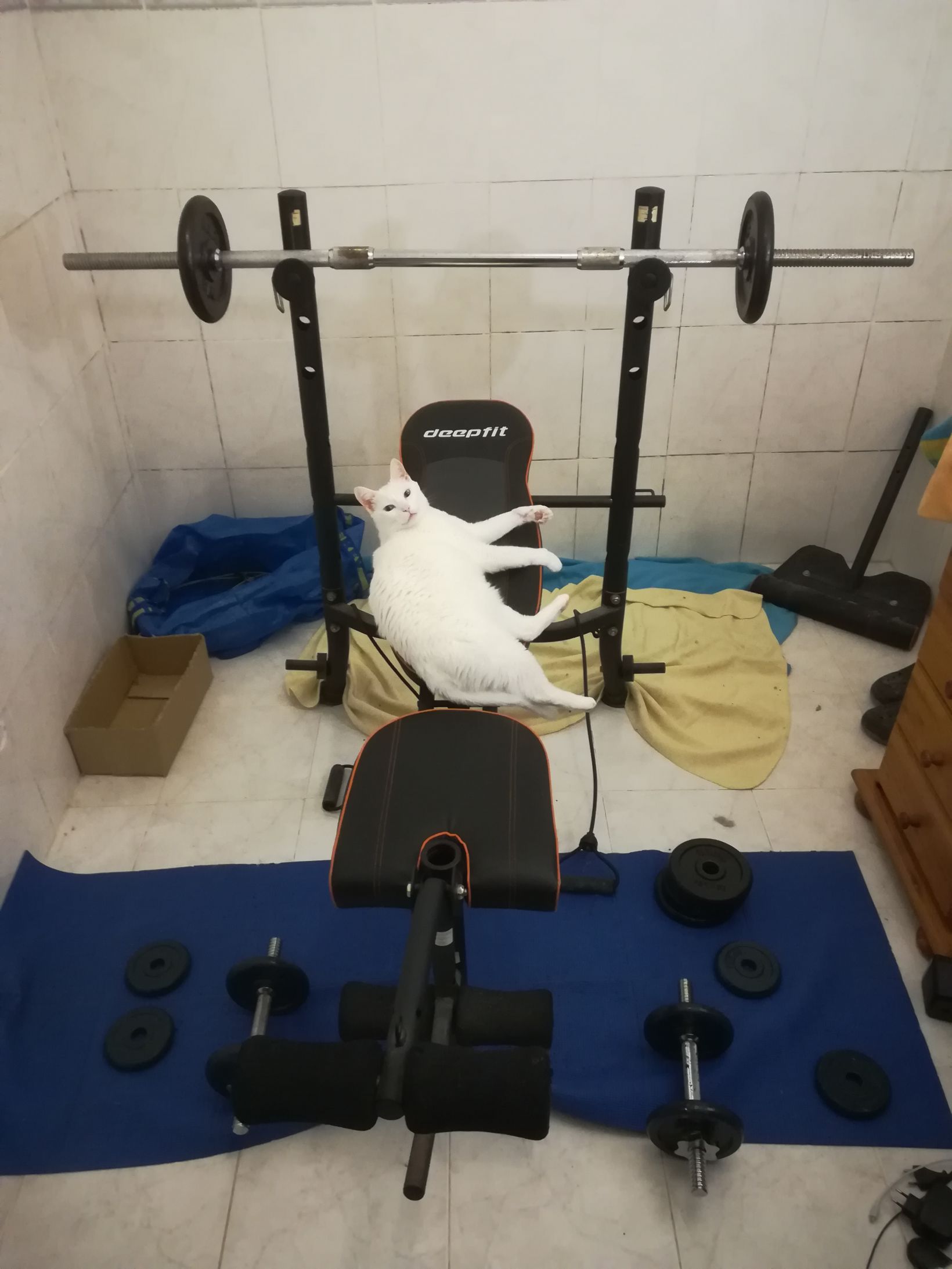 Gym cat Blank Meme Template