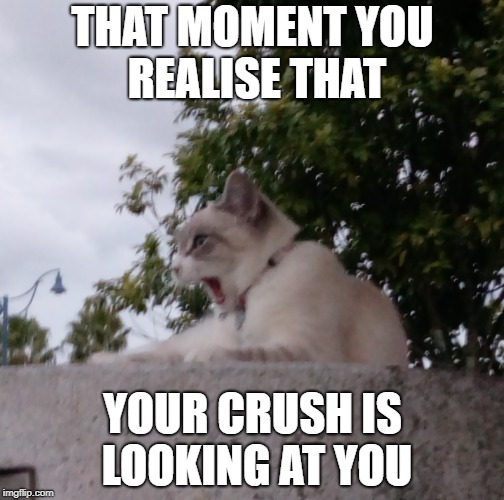 Cat Meme | THAT MOMENT YOU REALISE THAT; YOUR CRUSH IS LOOKING AT YOU | image tagged in funny,funny cat memes | made w/ Imgflip meme maker