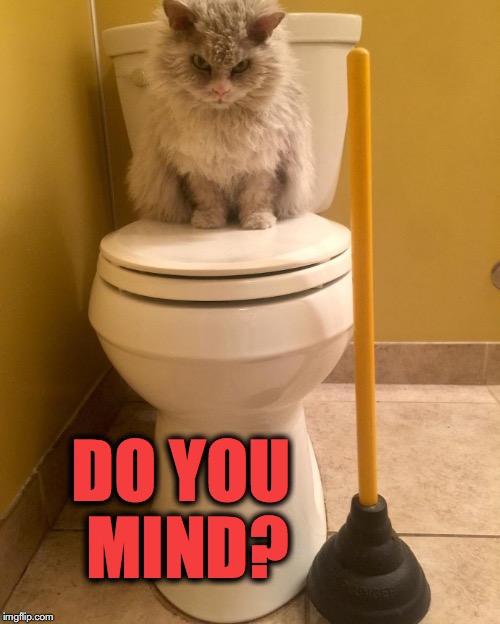 Pompous Albert's Morning Ritual Is Interrupted | DO YOU MIND? | image tagged in kitty | made w/ Imgflip meme maker